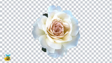 White Rose transparent png