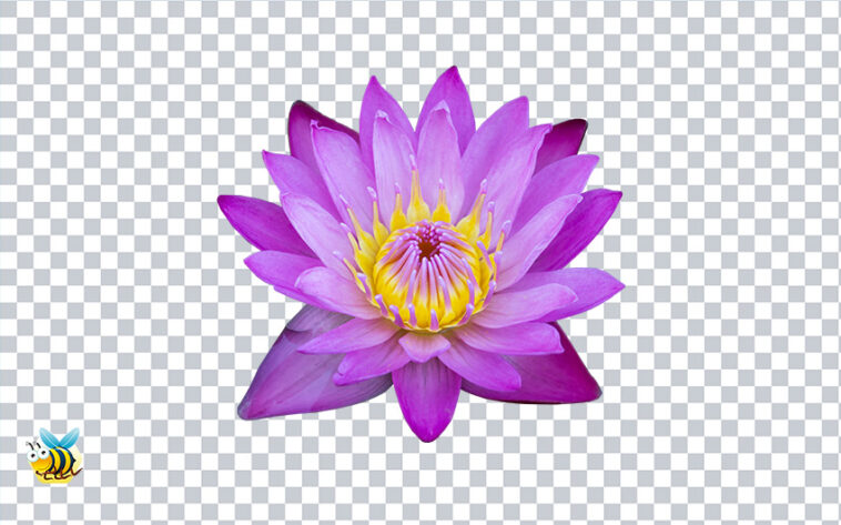 Blue Lotus Flower transparent png