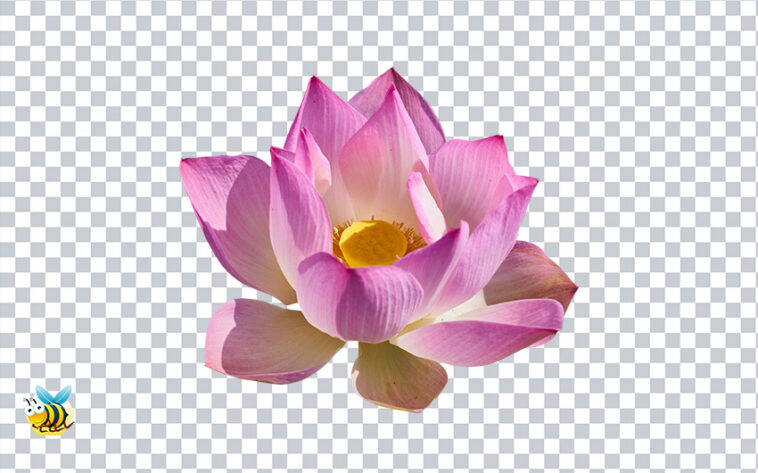 Lotus flower transparent png