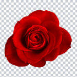 red rose transparent png