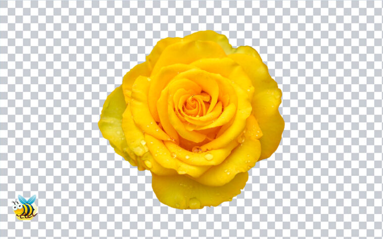 Yellow Rose with Water Drop Transparent PNG