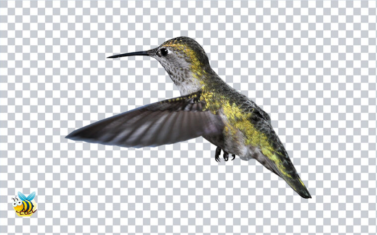 Transparent Hummingbird PNG