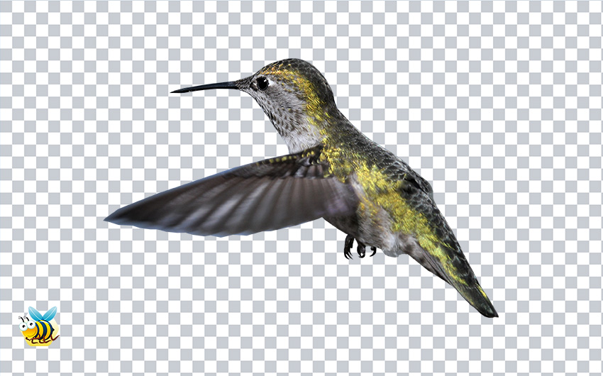 Hummingbird PNG | Download FREE from the Freebiehive