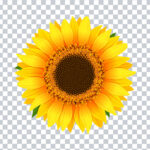 Sunflower Transparent PNG