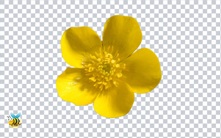 Buttercup Flower PNG - Download FREE from Freebiehive