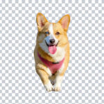 Corgi dog PNG