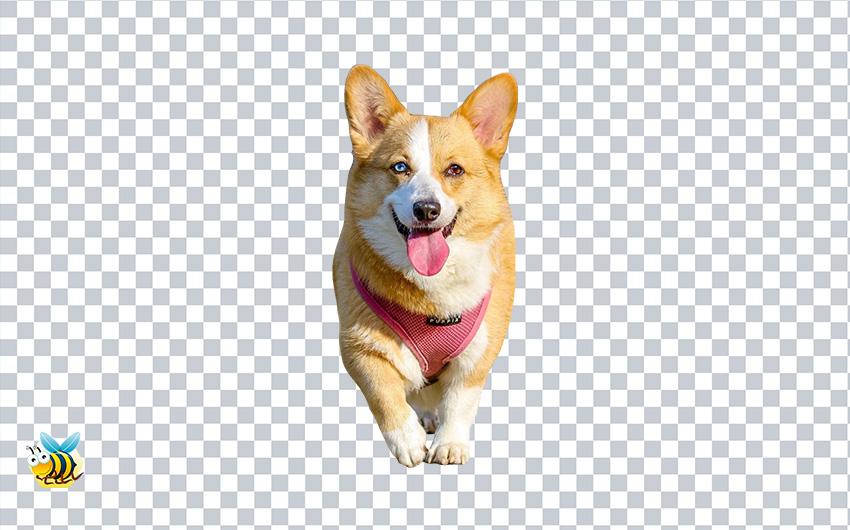 Corgi Dog PNG