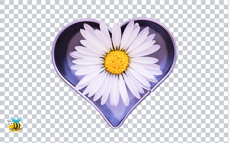 Transparent Daisy flower in heart png