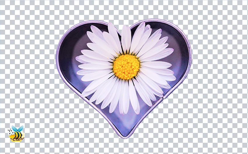 Daisy Flower in Heart PNG