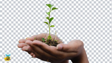 Transparent Plant in Hand PNG