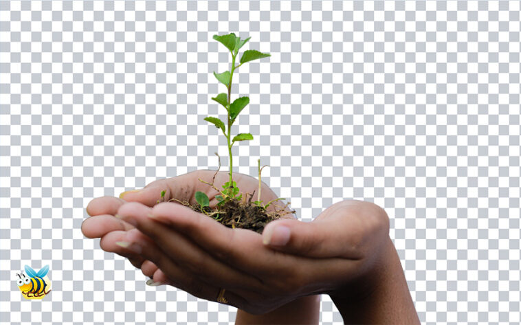 Transparent Plant in Hand PNG