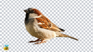 Transparent Sparrow Bird PNG