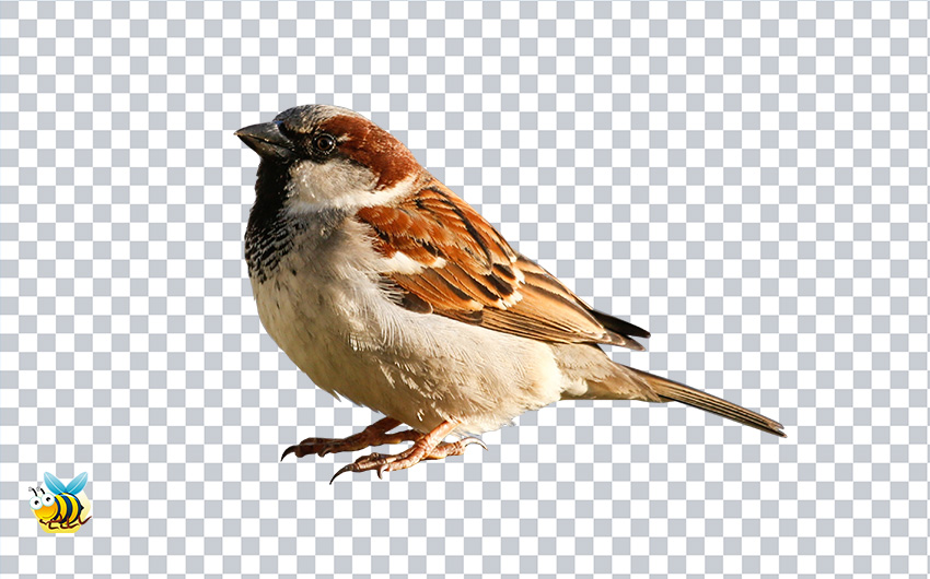 Sparrow Bird PNG