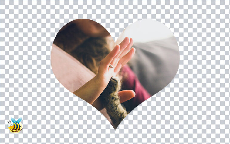 Cat paw with Human hand PNG