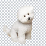 Bichon Dog PNG