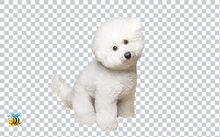 Bichon Dog PNG