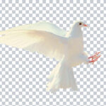 Dove Bird PNG