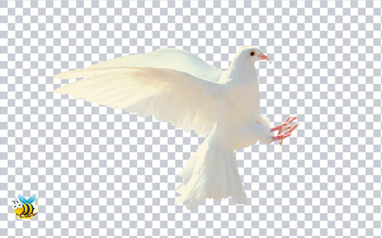 Dove Bird PNG