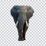 Elephant face png