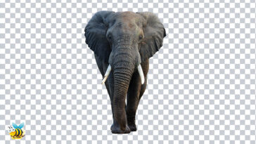 Elephant face png