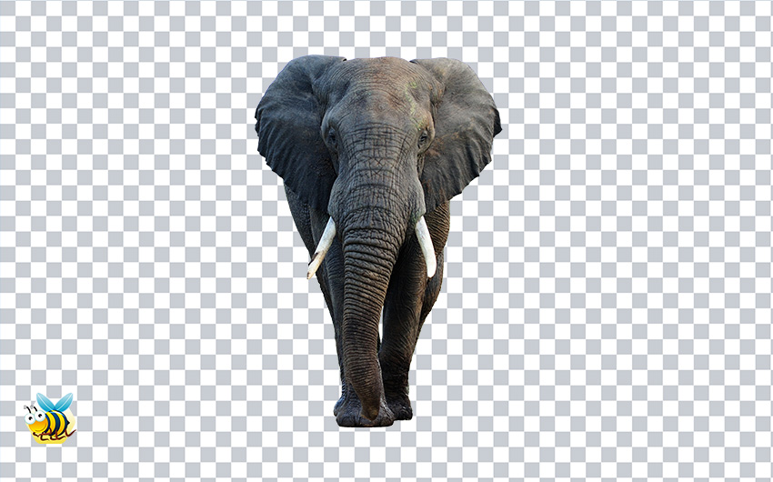 Elephant face png