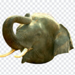 Elephant Trunk PNG