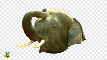 Elephant Trunk PNG