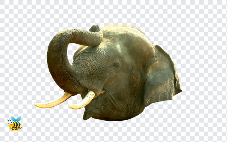 Elephant Trunk PNG