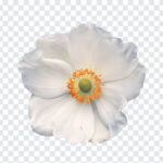 Anemone Flower PNG