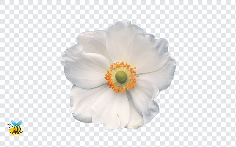 Anemone Flower PNG