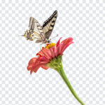 Butterfly On Flower PNG