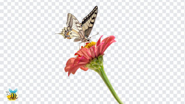 Butterfly On Flower PNG