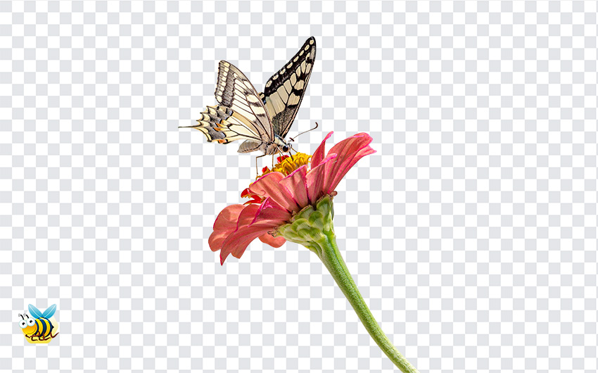 Butterfly On Flower PNG