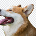 Corgi Dog Face PNG