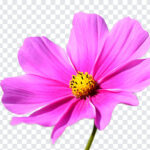 Cosmos Flower PNG