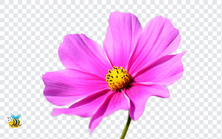 Cosmos Flower PNG