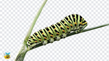 Dovetail Caterpillar PNG