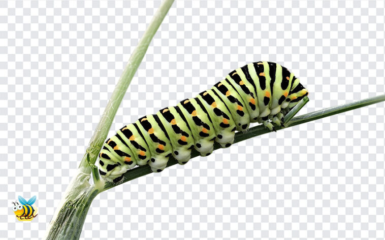 Dovetail Caterpillar PNG