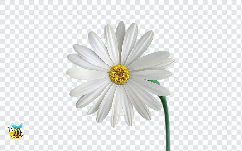 Marguerite Flower PNG