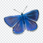 Mazarine Blue Butterfly PNG