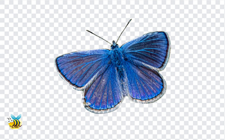 Mazarine Blue Butterfly PNG