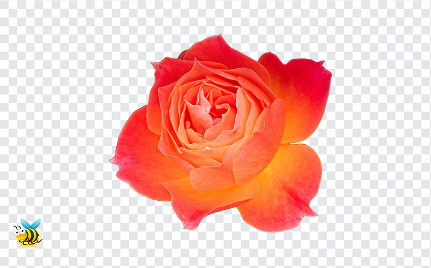 Orange Rose Flower PNG