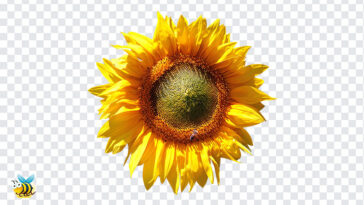Transparent Sunflower PNG