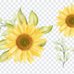 Watercolor Sunflower PNG Set