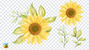 Watercolor Sunflower PNG Set