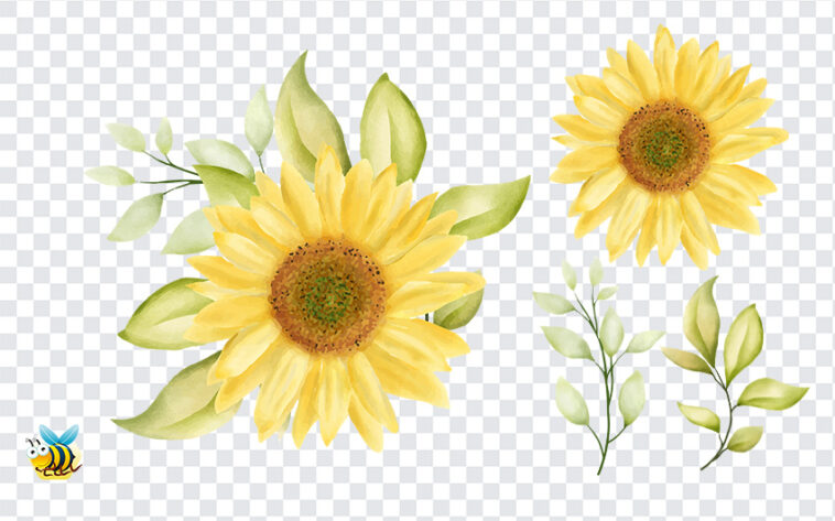Watercolor Sunflower PNG Set