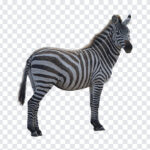 Transparent-Zebra-PNG