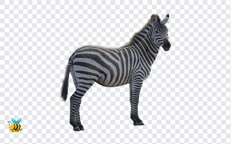 Transparent-Zebra-PNG