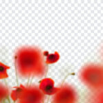 Poppy Flowers PNG