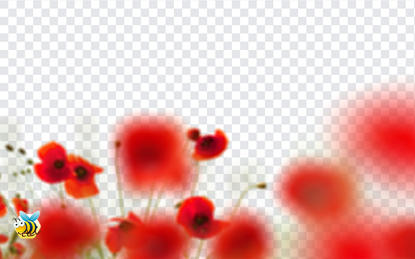 Poppy Flowers PNG
